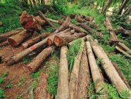 C:\Users\Wind7\Downloads\stock-illegal-deforestation-thailand-420x280.jpg